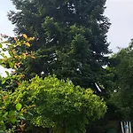 Bungalow an der Tanne mit überdachter Terrasse